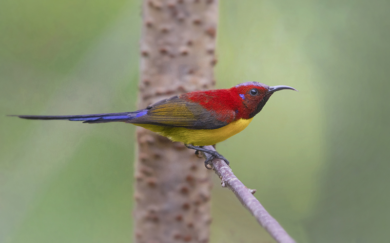 Mrs. Gould Sunbird or Annam Sunbird (Aethopyga (gouldiae) annamensis) at Da Lat Birding Trails. Photo by: Phuc Le